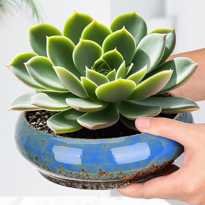 Bonsai Pot Water Lily Bowl Succulent Planter Ceramic Flower Pot Shallow Decorative Bowl for Home Office Garden Balcony (No Drainage Hole)