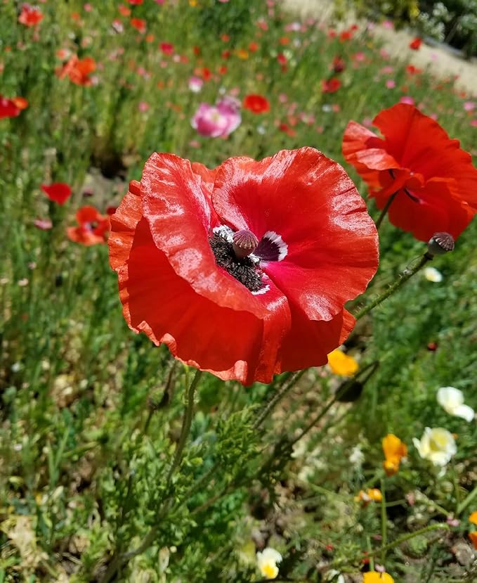 Mixed Corn Poppies - 50,000 Poppy Seeds Including Red Flanders Poppy Seed