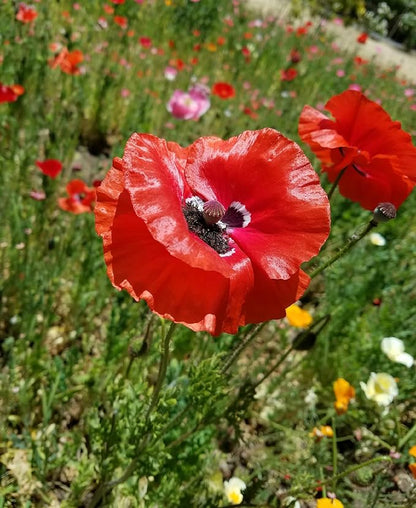 Mixed Corn Poppies - 50,000 Poppy Seeds Including Red Flanders Poppy Seed