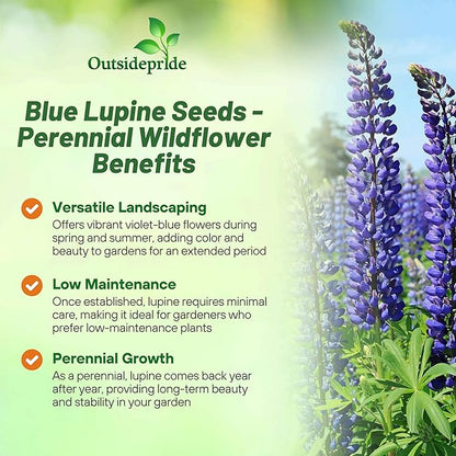 Outsidepride Wild Blue Perennial Lupine Seeds - 1 Lb. Self-Sowing, Cold Hardy & Frost Tolerant Wildflower Seeds for Fall Planting, Ideal for Attracting Pollinators & Hummingbirds
