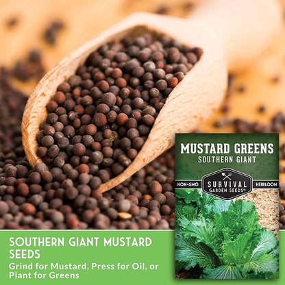 Southern Giant Mustard Green Seeds for Planting – Heirloom Non-GMO Spicy Greens, Heat Tolerant and Slow to Bolt for Home Vegetable Gardens - Survival Garden Seeds (5 Packs)