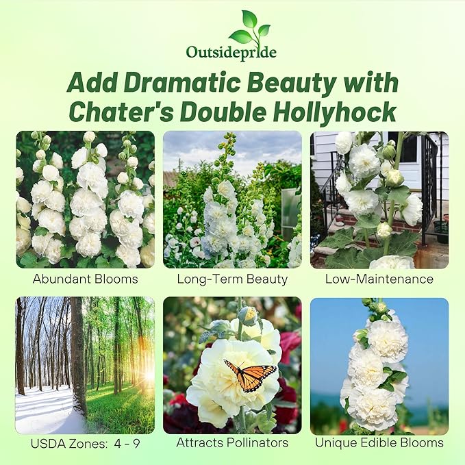 Outsidepride Double Hollyhock Seeds - 100 Pcs Perennnial White Heirloom, Long-Blooming Drought Tolerant Flower Seeds with Semi-Double Blooms for Cottage Gardens & Cut Flowers