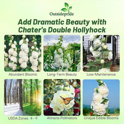 Outsidepride Double Hollyhock Seeds - 200 Pcs Perennnial White Heirloom, Long-Blooming Drought Tolerant Flower Seeds with Semi-Double Blooms for Cottage Gardens & Cut Flowers