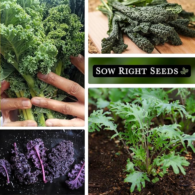 Sow Right Seeds - Kale Seed Collection for Planting - Non-GMO Heirloom Packet with Instructions to Plant and Grow a Home Vegetable Garden, Great Gardening Gift