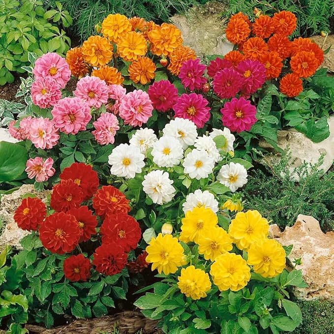 Seeds Flowers Dahlia Double Mix Annual - 30 Seeds