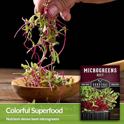 Beet Microgreen Seeds for Sprouting - Non-GMO Heirloom Beet Seeds to Grow Red Microgreens - Indoors or Hydroponic - Fast Growth, Sweet Flavor - Survival Garden Seeds (2 Packs)