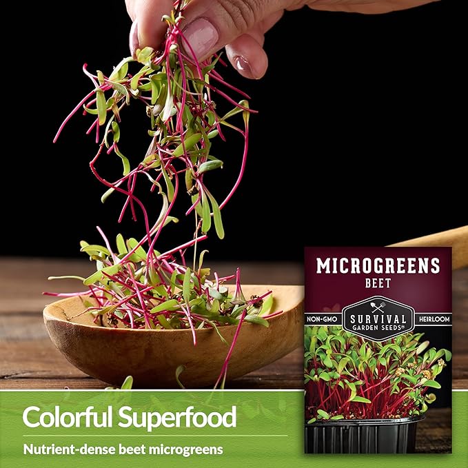 Beet Microgreen Seeds for Sprouting - Non-GMO Heirloom Beet Seeds to Grow Red Microgreens - Indoors or Hydroponic - Fast Growth, Sweet Flavor - Survival Garden Seeds (3 Packs)