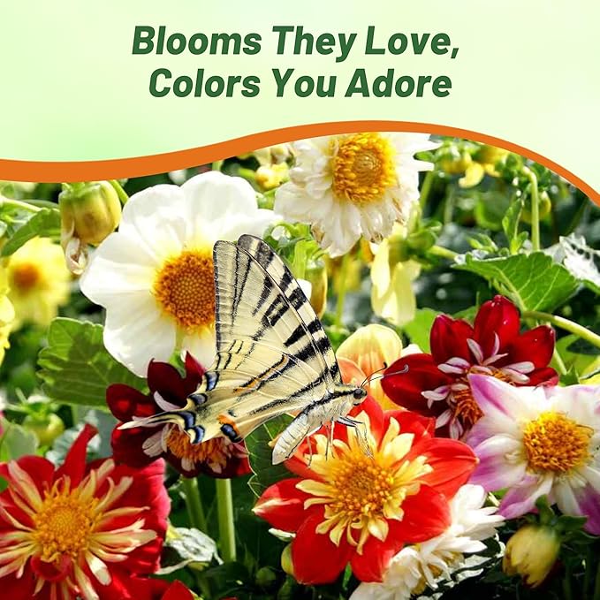 Outsidepride Dandy Mixed Dahlia Seeds for Planting - 1000 Pcs Annual, Easy to Grow, Season-Long Flower Seeds with Colorful Blooms for Containers, Pots, Borders, & Gardens, Suitable as Cut Flower