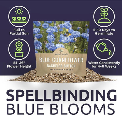 Blue Cornflower Seeds – Bachelor Buttons – Extra Large Packet – Over 5,000 Open Pollinated Non-GMO Wildflower Seeds – Centaurea cyanus