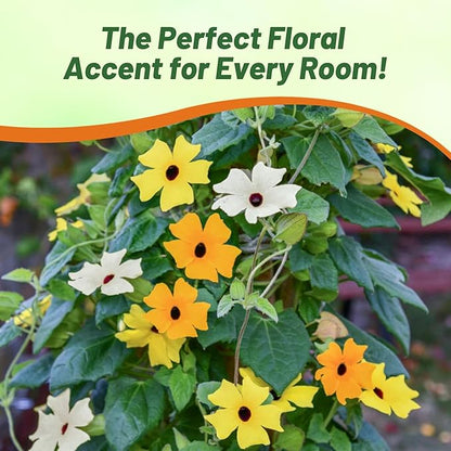 Outsidepride Sunrise Mix Thunbergia Black Eyed Susan Seeds - 100 Pcs Annual, Climbing Vine Flower Seeds for Planting Mixed Blooms for Low Maintenance Gardens, Containers, Trellis & Fences