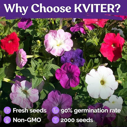 KVITER 4,000 Mix Dwarf Petunia Seeds for Planting Flowers (Nana Compacta) — Mini Petunia Flower Seeds, Annual, Organic & Non GMO — Beds, Hanging Baskets, Containers, Outdoor & Indoor Garden