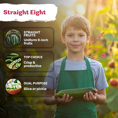 KVITER 150 Straight Eight Cucumber Seeds (Cucumis sativus) - Straight 8 Cucumber Organic, Perfect Cucumbers for Pickling and Slicing - Vegetable Seeds for Planting Outdoors in Home Garden & Containers