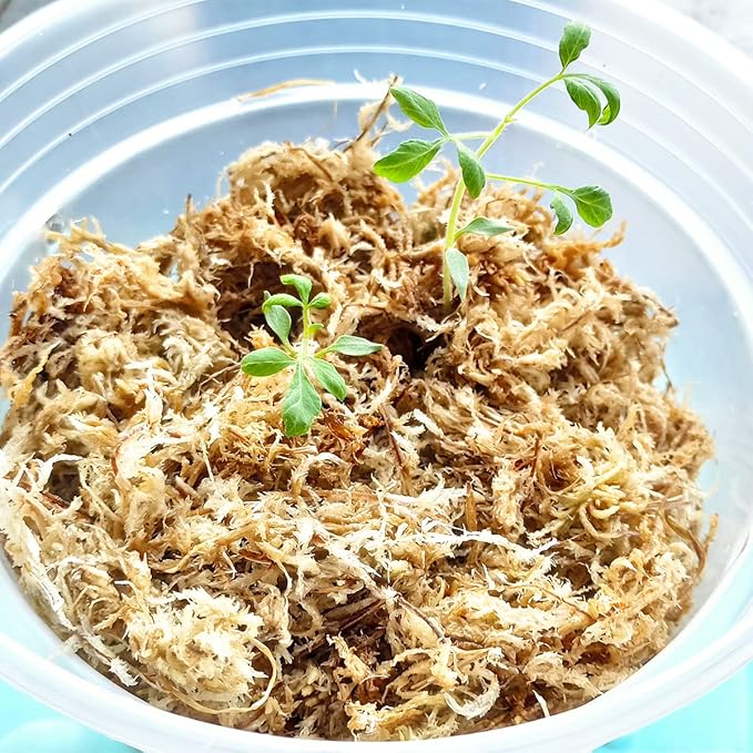 1.1 lb Sphagnum Moss for Plants, Carefully Selected Clean Sphagnum Mos for Rooting Plants