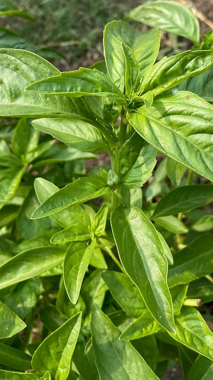 Plant Good Seed Organic Italian Large Leaf Basil Seeds for Planting: Culinary Herb, Green Leaves - 200 Seed Packet