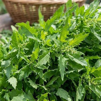 500 Epazote Seeds – Semilla de Epazote (Chenopodium ambrosioides) Mexicano Heirloom Herb Seeds for Planting – Outdoor Garden & Containers – High Germination Rate