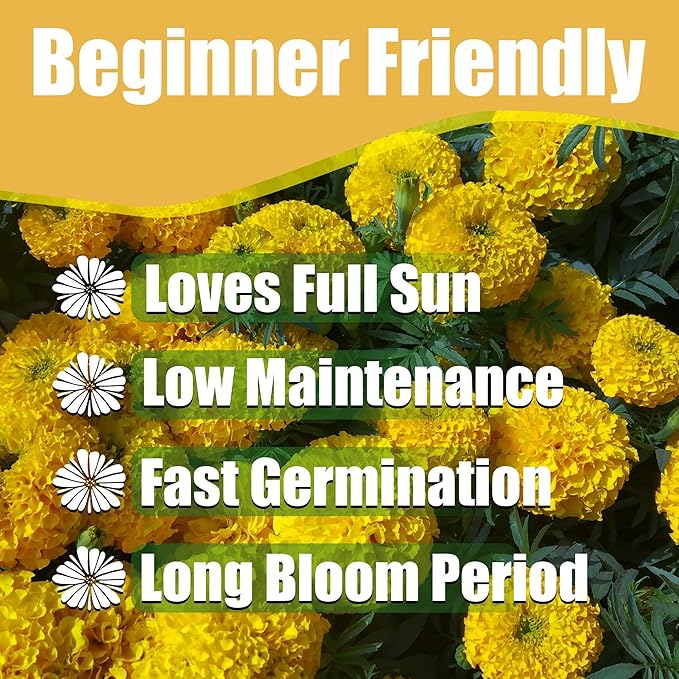 Park Seed Linnaeus Burning Embers Marigold Seeds – Heirloom French Variety with Orange-Red and Gold Blooms, Pollinator-Friendly, Compact and Vigorous Annual for Beds or Containers – Pack of 25