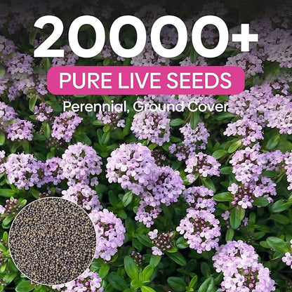 20000+ Creeping Thyme Seeds Ground Cover Plant, Perennial Thyme Flower Seeds for Planting Outdoor, Low Maintenance, Grown in The USA