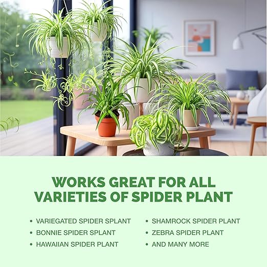 Spider Plant Fertilizer for Spider Plants, Great for Curly, Striped, and Solid Green Varieties, Liquid Fertilizer by TPS Plant Foods, 32oz (1 Quart)
