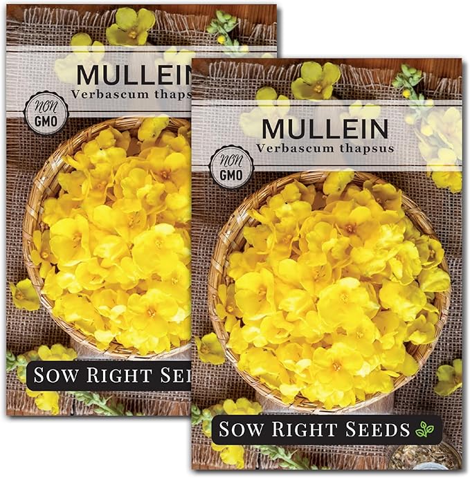 Sow Right Seeds - Mullein Seeds for Planting - Non-GMO Heirloom Variety - Ideal for Gardens, Landscaping, Medicinal Herbs - Easy to Grow - Indoor or Outdoor Growing - Herb Garden (2)