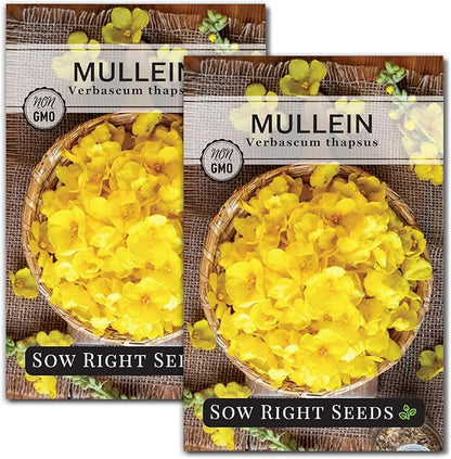 Sow Right Seeds - Mullein Seeds for Planting - Non-GMO Heirloom Variety - Ideal for Gardens, Landscaping, Medicinal Herbs - Easy to Grow - Indoor or Outdoor Growing - Herb Garden (2)