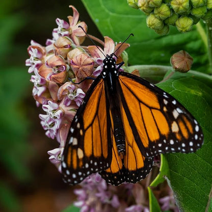 Seed Needs, Pink Common Milkweed Seeds - 100 Heirloom Seeds for Planting Asclepias syriaca - Perennial Flowers to Attract Monarch Butterflies & Other Pollinators (5 Packs)