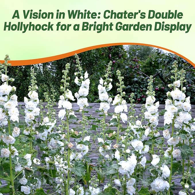 Outsidepride Double Hollyhock Seeds - 100 Pcs Perennnial White Heirloom, Long-Blooming Drought Tolerant Flower Seeds with Semi-Double Blooms for Cottage Gardens & Cut Flowers