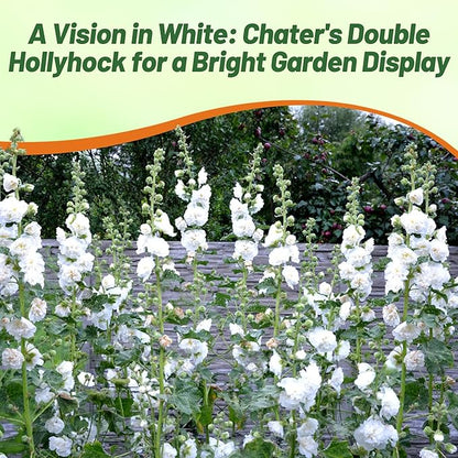 Outsidepride Double Hollyhock Seeds - 200 Pcs Perennnial White Heirloom, Long-Blooming Drought Tolerant Flower Seeds with Semi-Double Blooms for Cottage Gardens & Cut Flowers