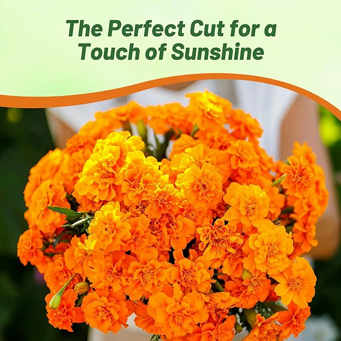 Outsidepride Durango Tangerine French Marigold Seeds - 500 Pcs Annual, Compact, Heat & Drought Tolerant Flower Seeds for Planting w/Anemone Type Blooms, Ideal for Vibrant Pollinator Gardens