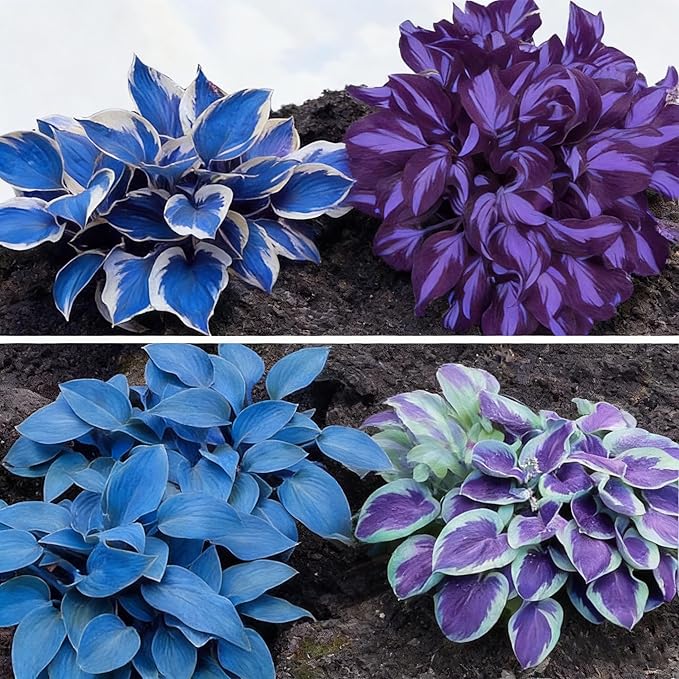 Hosta Seeds for Planting, 110+ Mixed Color Perennial Hosta Seed, Heirloom Non-GMO Hosta Seeds for Bonsai Decoration, Home Garden