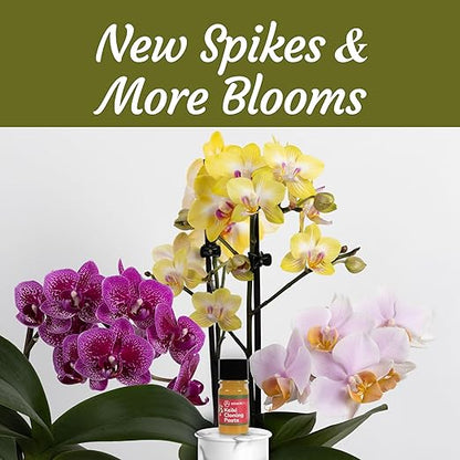Keiki Cloning Paste - Special Cytokinin Formula Gives a New Baby Orchid (Keiki) in Weeks - Can Be Used on All Kinds of Orchids and Also House Plants (2 Pack)