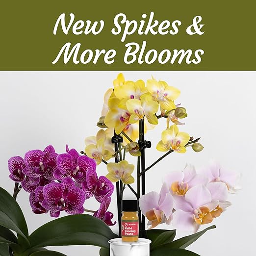 Keiki Cloning Paste Special Cytokinin Formula Gives a New Baby Orchid (Keiki) in Weeks-Can Be Used on All Kinds of Orchids and Also House Plants (1 Pack)