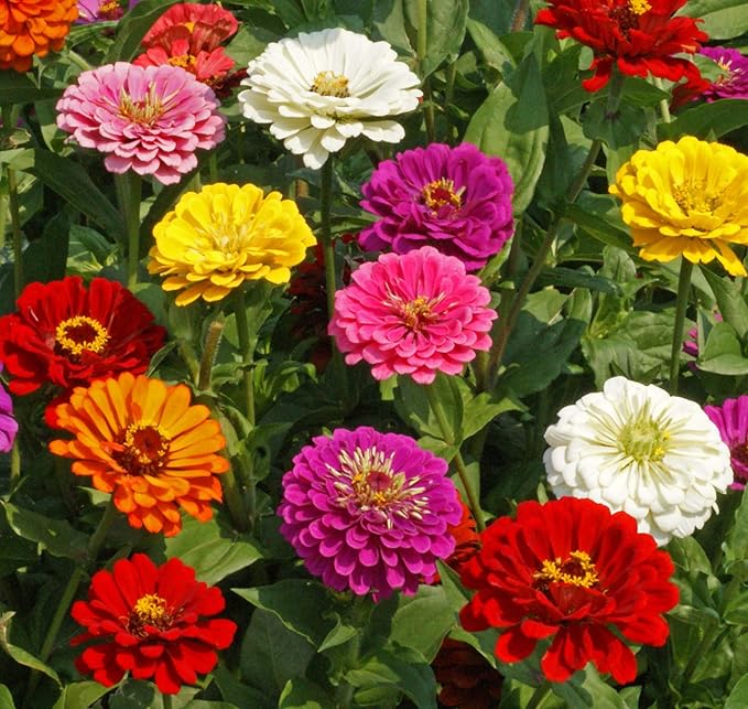 Zinnia California Giant Mix Nice Garden Flower by Seed Kingdom Bulk 5,000 Seeds