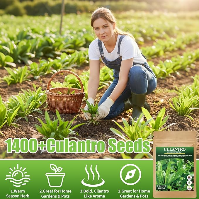 1400+ Culantro Seeds - Herb Seeds for Planting | Long Coriander | Mexican Coriander | Cilantro Alternative for Indoors or Outdoors in Pots, Raised Beds & Herb Gardens