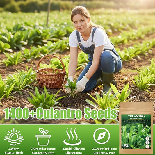 1400+ Culantro Seeds - Herb Seeds for Planting | Long Coriander | Mexican Coriander | Cilantro Alternative for Indoors or Outdoors in Pots, Raised Beds & Herb Gardens