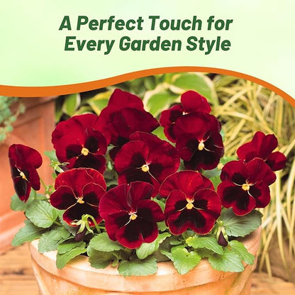 Outsidepride Red Alpenglow Viola Pansy Seeds for Planting - 1,000 Pcs. Biennials, Trailing, Cold-Hardy & Pollinator Friendly Flowers with Fragrant Blooms for Garden Beds, Borders & Container Displays
