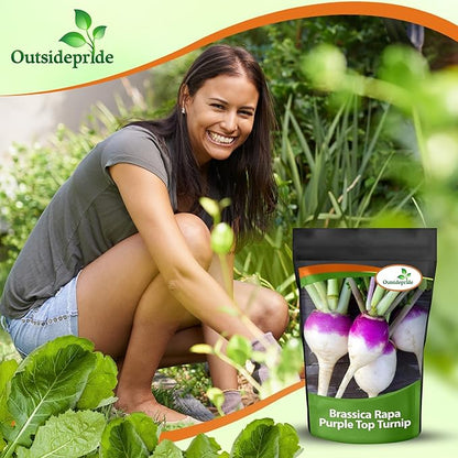 Outsidepride Purple Top Turnip Seeds -1 Lb High-Yield, High Protein Turnip Seed, Ideal Cover Crop, for Forage, Grazing Livestock, High Energy Deer Food Plot & Soil Improvement