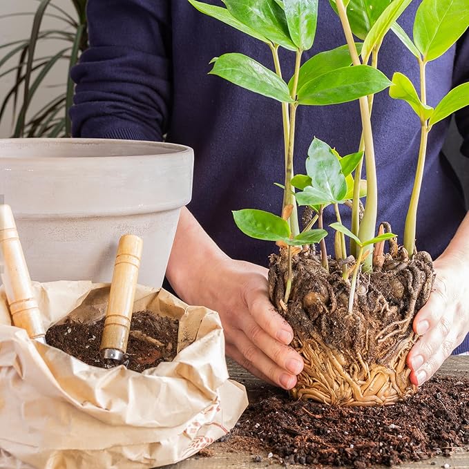 Organic Money Tree Soil Mix 10qt, Indoor Plants Potting Mix for All Potted Money Tree, Grow Healthy houseplants Indoors