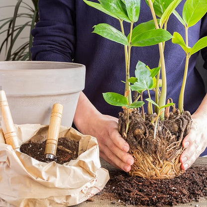 Organic Money Tree Soil Mix 10qt, Indoor Plants Potting Mix for All Potted Money Tree, Grow Healthy houseplants Indoors