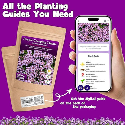 32000+ Purple Creeping Thyme Seeds for Planting, Low-Growing Perennial Ground Cover with Purple Blooms for Gardens, Walkways & Stepping Stones