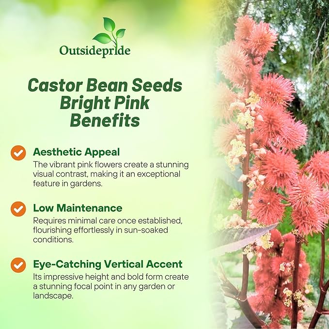 Outsidepride Bright Pink Castor Bean Seeds - 30 Pcs Annual Quick-Growing Tropical Flower Seeds for Planting Vibrant Foliage & Colorful Blooms for Eye-Catching Borders, Gardens & Landscapes