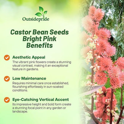 Outsidepride Bright Pink Castor Bean Seeds - 30 Pcs Annual Quick-Growing Tropical Flower Seeds for Planting Vibrant Foliage & Colorful Blooms for Eye-Catching Borders, Gardens & Landscapes