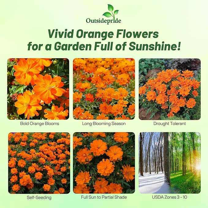 Outsidepride Mandarin Cosmos Sulphureus Seeds - 50 Pcs Annual, Pollinator-Friendly & Drought Tolerant Flower Seeds for Planting w/Vibrant Double Blooms for Low Maintenance Landscaping & Xeriscaping