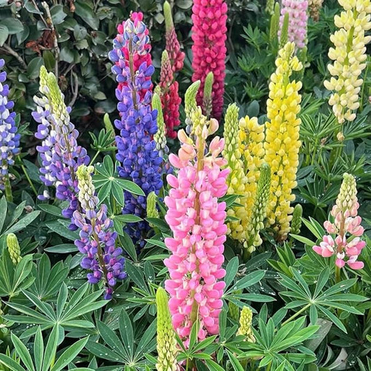 500+ PCS Russell Lupine Seeds Mix Color Wildflower Perennial Giant Lupine Seeds Colorful Plants for Planting