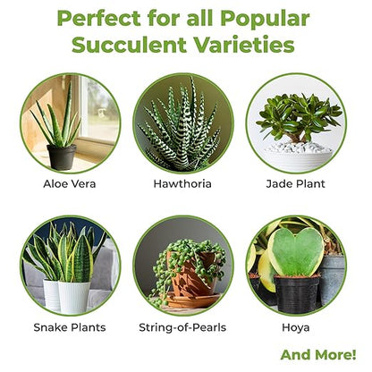 Succulent and Cactus Fertilizer in 5oz. Bag | Long Lasting Gentle Plant Food Formula for All Live Succulents, Cacti, and Other Desert Houseplants
