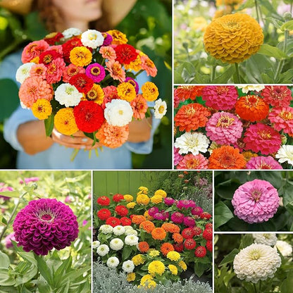 Zinnia Seeds, 2 Oz (2 Packs), Flowers Seeds for Planting, Wildflower Seeds Bulk, 5 Varieties Mixed Colors and Large Blooms, Open Pollinated, Non GMO Made in USA