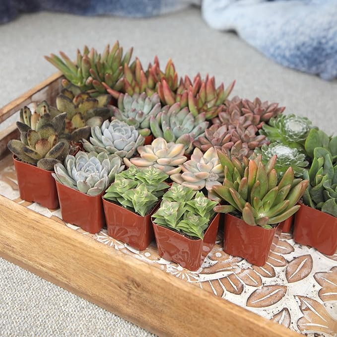 Altman Plants, Live Succulent Plants (20 Pack) Assorted Potted Succulents Plants Live House Plants in Cacti and Succulent Soil Mix, Cactus Plants Live Indoor Plants Live Houseplants in Planter Pots