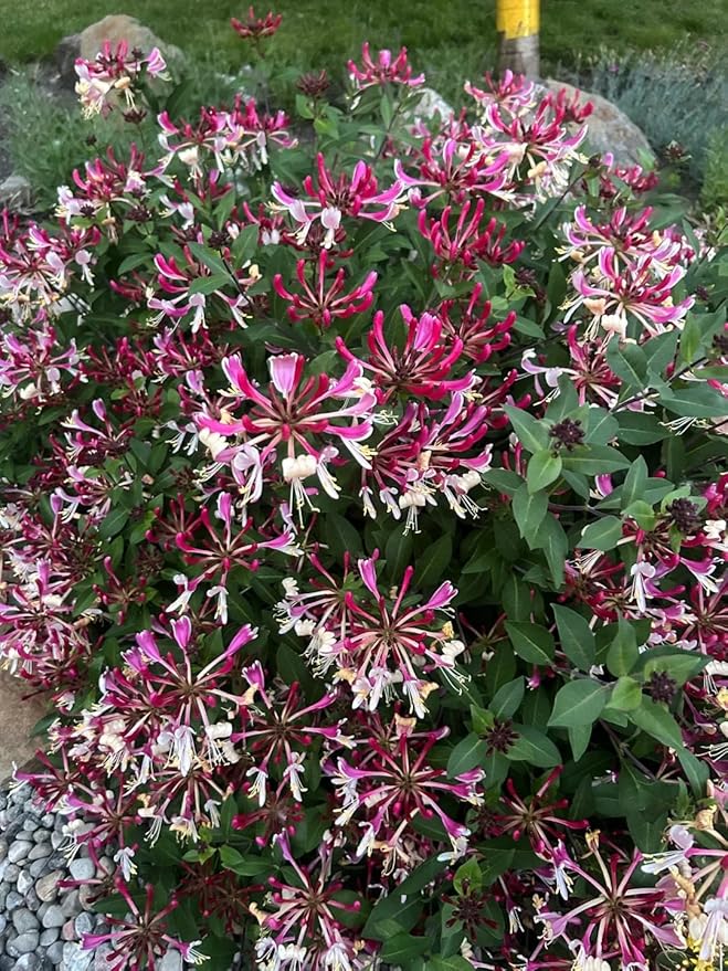 200 Honeysuckle Seeds - Non-GMO Heirloom, Fragrant Climbing Perennial Vine, Pollinator Friendly for Indoor & Outdoor Garden Planting