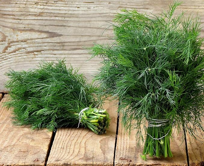 2000+ Seeds Bush Dill - Vegetable Green
