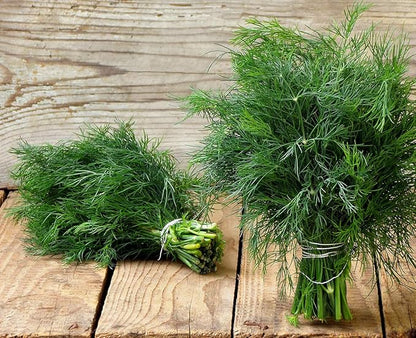 2000+ Seeds Bush Dill - Vegetable Green