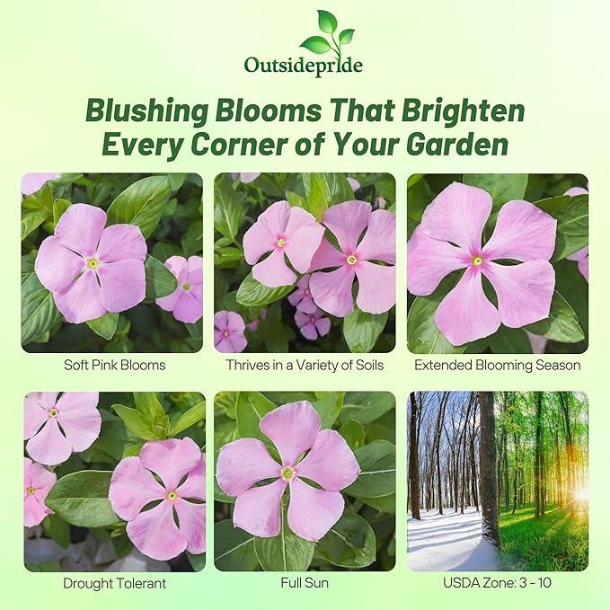 Outsidepride Pink Periwinkle Seeds for Planting – 4000 Pcs Annual, Fast-Blooming, Heat & Drought Tolerant Vinca Flower Seeds with Vibrant Colors Ideal for Gardens, Beds, Borders & Containers